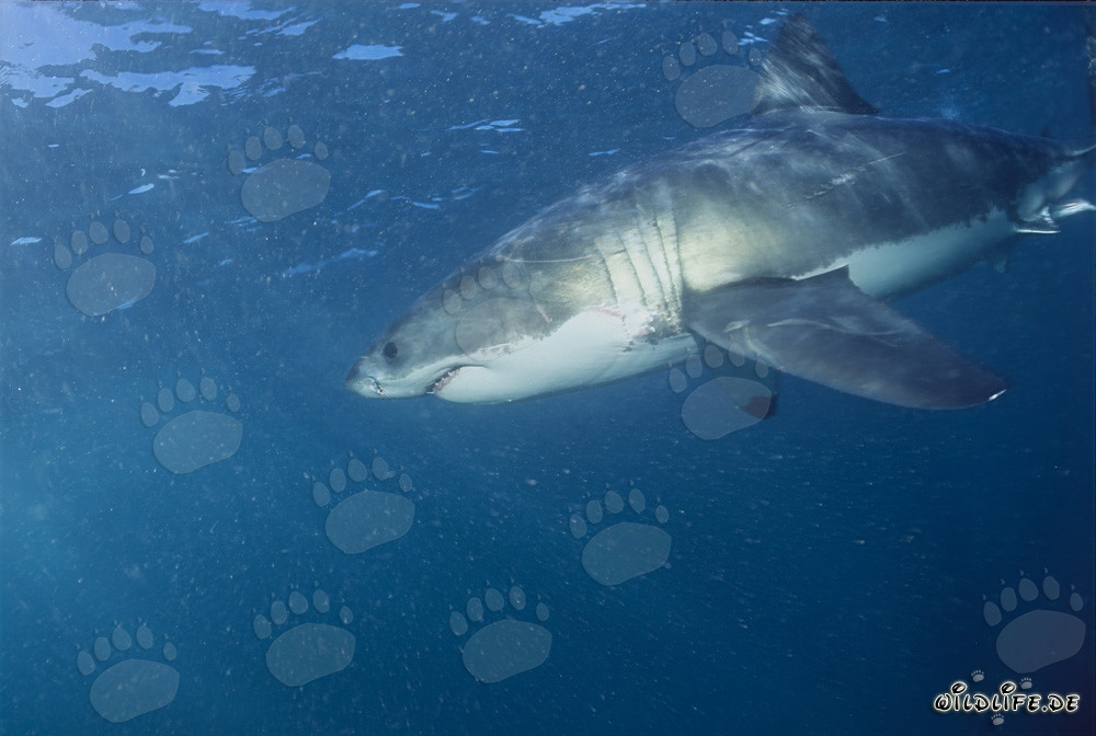 Fascinante Depredador: El Tiburón Blanco