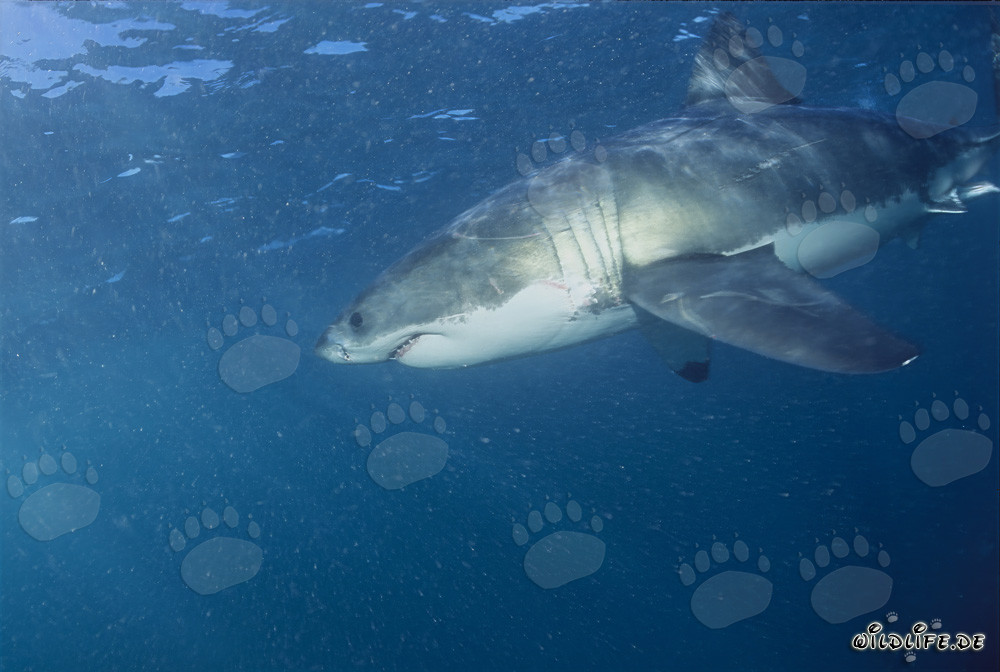 Faszinierender Raubfisch: Der Weiße Hai