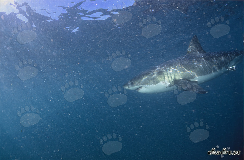 Great White Shark near Geyser Rock and Dyer Island