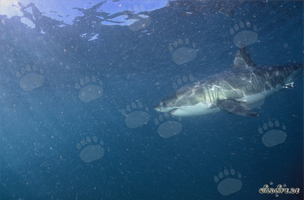 Großer Weißer Hai in der Nähe von Geyser Rock und Dyer Island