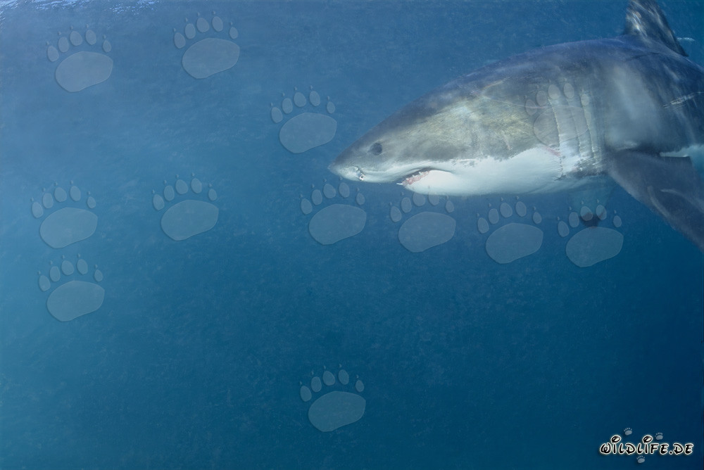 Great portrait of a Great White Shark