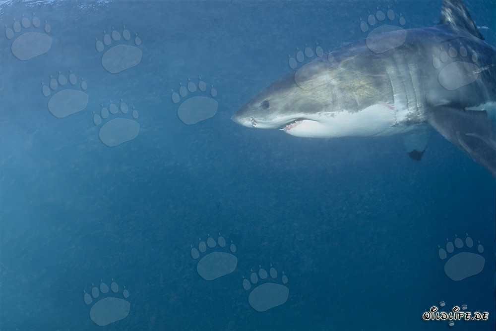 Superbe portrait d'un grand requin blanc