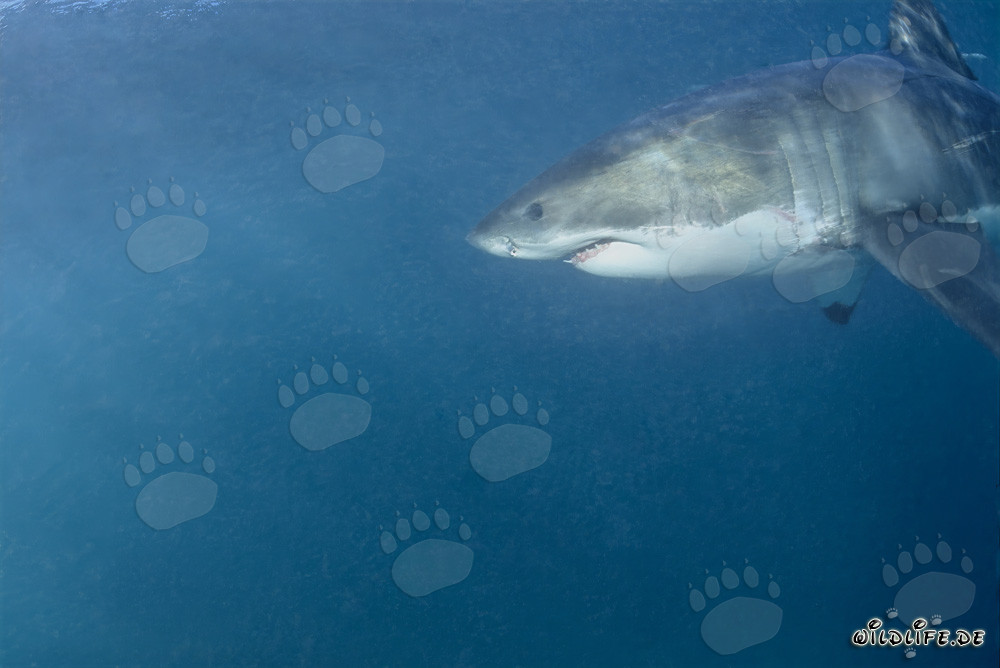 Großartiges Porträt eines Weißen Hais