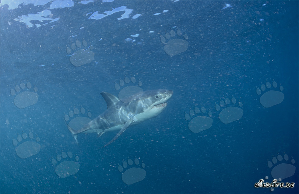 Giovane esemplare di Squalo Bianco in un mare ricco di plancton