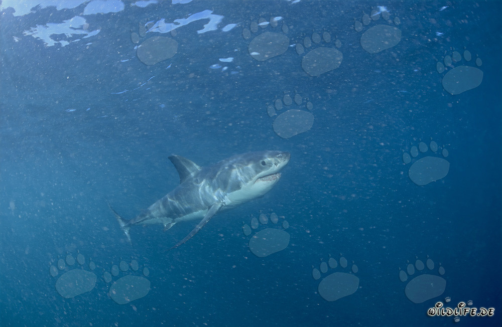 Jeune exemplaire du Grand Requin Blanc dans une mer pleine de plancton