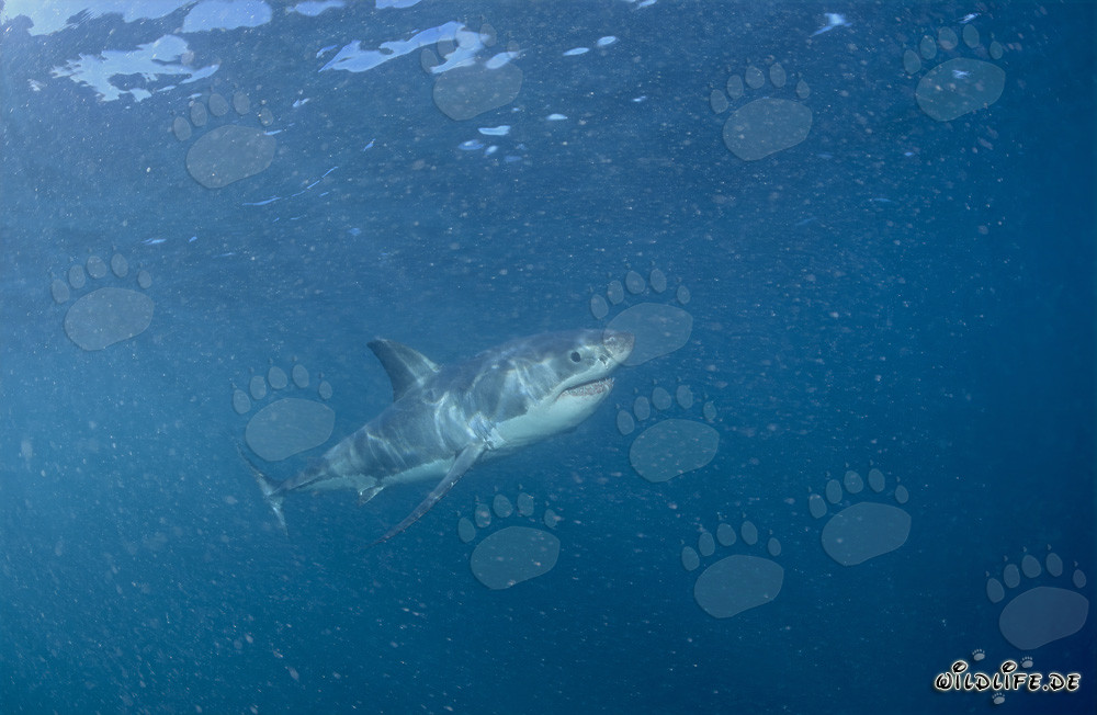 Ejemplar joven de Gran Tiburón Blanco en un mar lleno de plancton