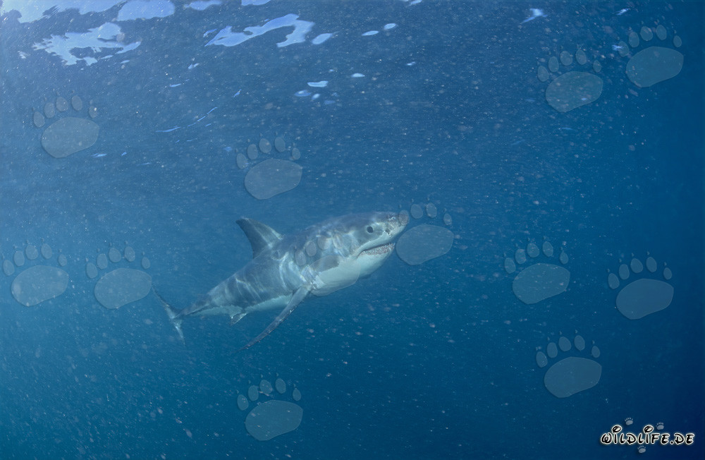 Young White Shark in plankton-rich ocean waters