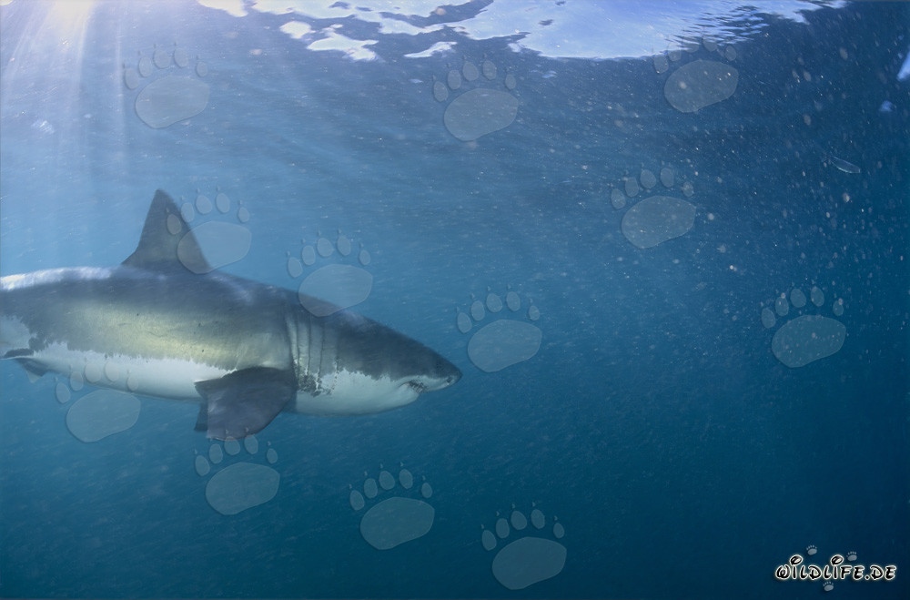 Elegant Hunter Great White Sharks off the South African Coast