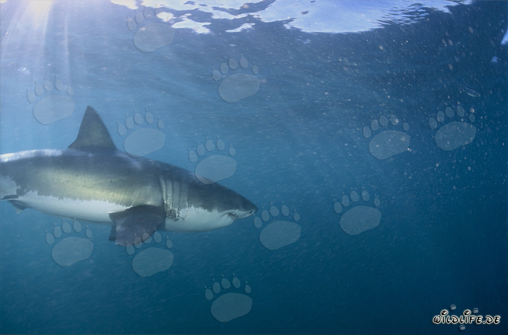 Chasseur élégant Les grands requins blancs au large de la côte sud-africaine