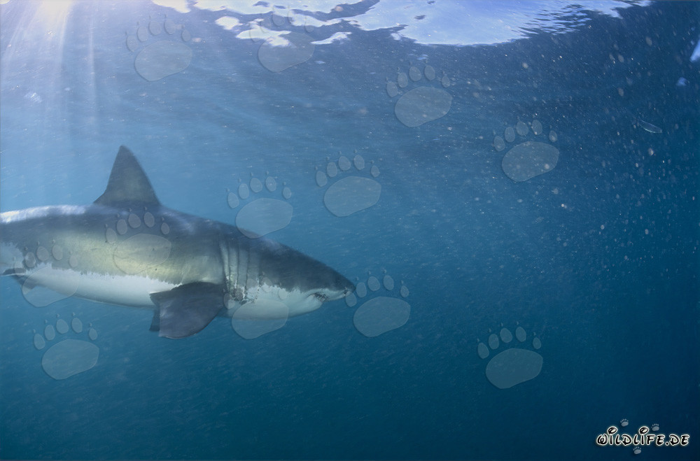 Elegante cazador Tiburones blancos en la costa sudafricana