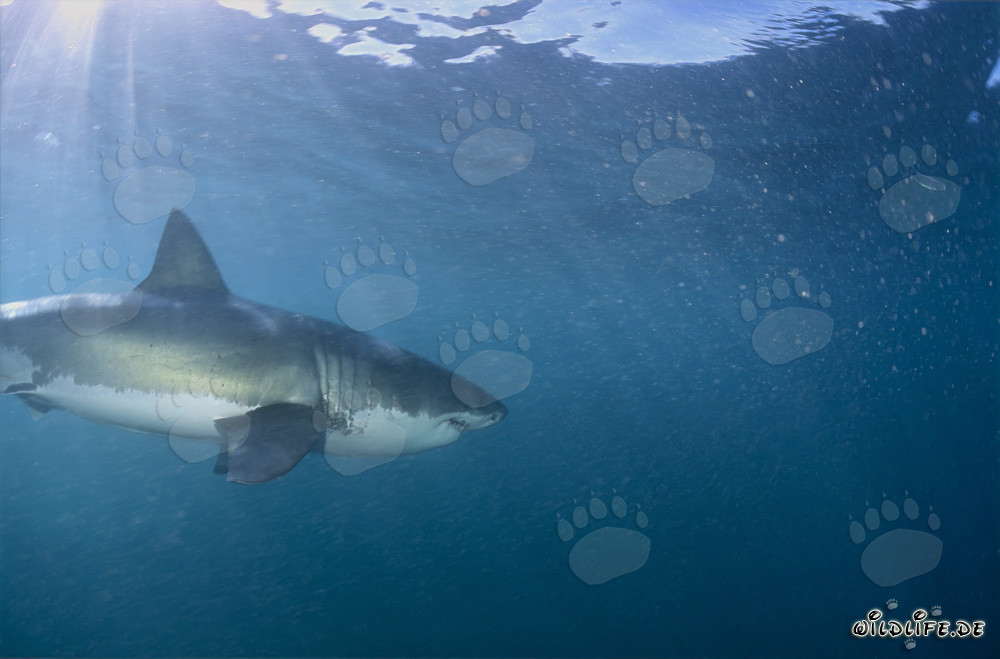 Eleganter Jäger Weiße Haie an der südafrikanischen Küste