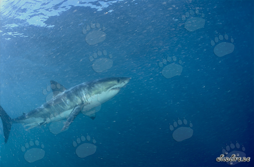 Le fascinant grand requin blanc au large des côtes sud-africaines