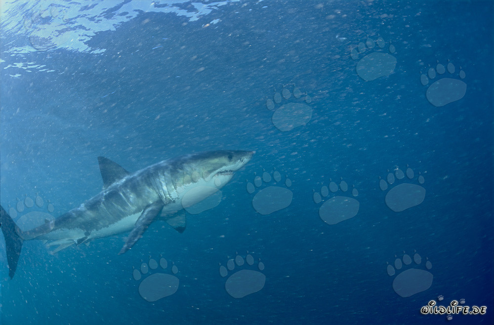 Fascinante Gran Tiburón Blanco frente a la costa de Sudáfrica