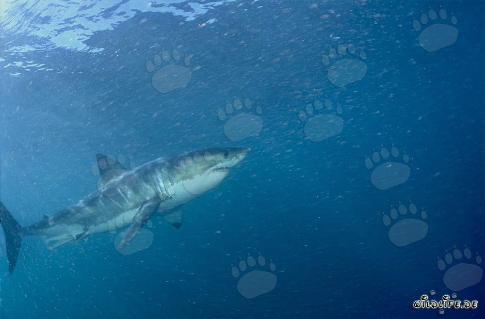 Fascinating Great White Shark off the Coast of South Africa