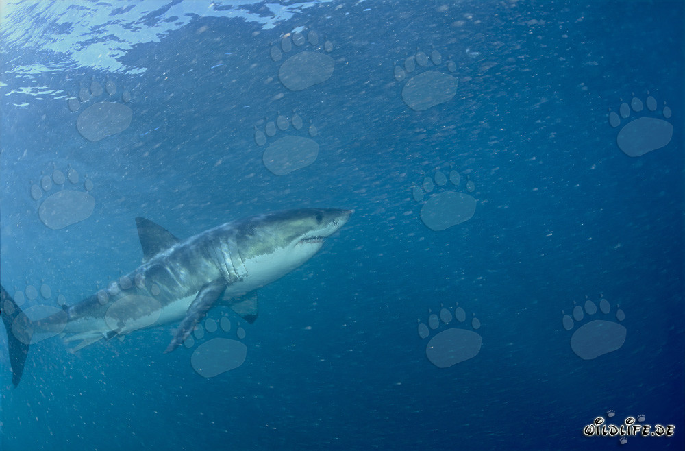Faszinierender Weißer Hai vor der Küste Südafrikas