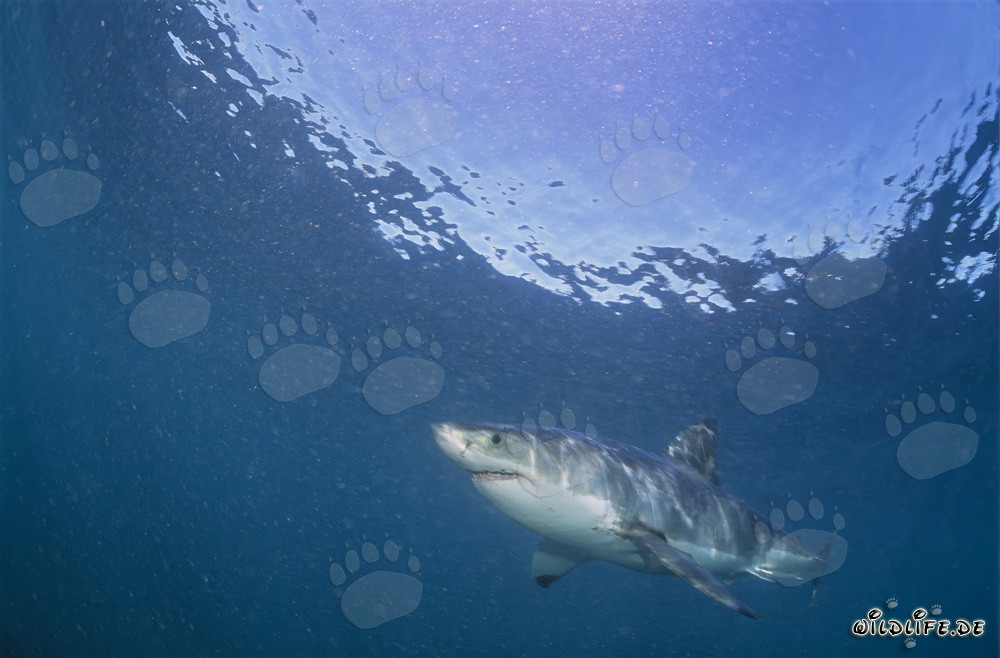 Gran tiburón blanco cazando lobos marinos sudafricanos