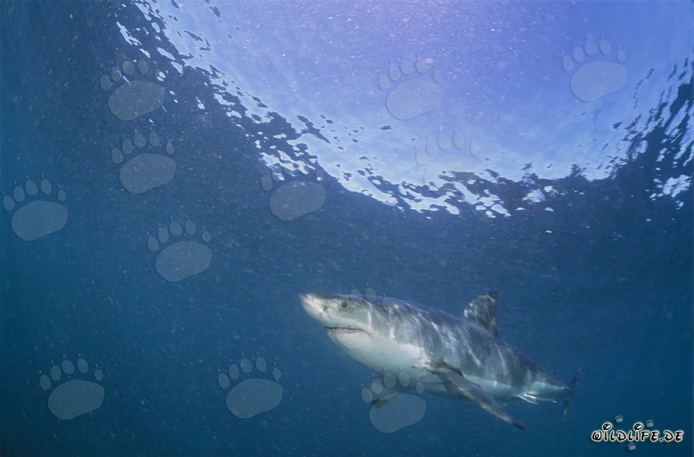 Grand requin blanc chassant les otaries à fourrure d'Afrique du Sud