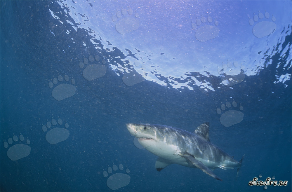 Grande squalo bianco in caccia di foche pellicciaie sudafricane
