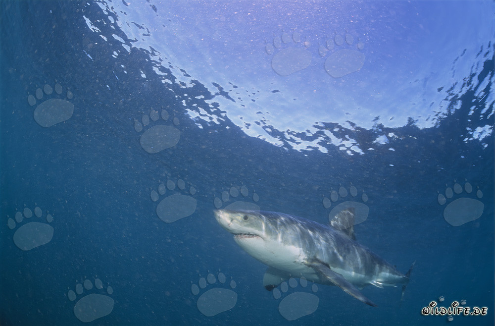 Great White Shark Hunting South African Fur Seals