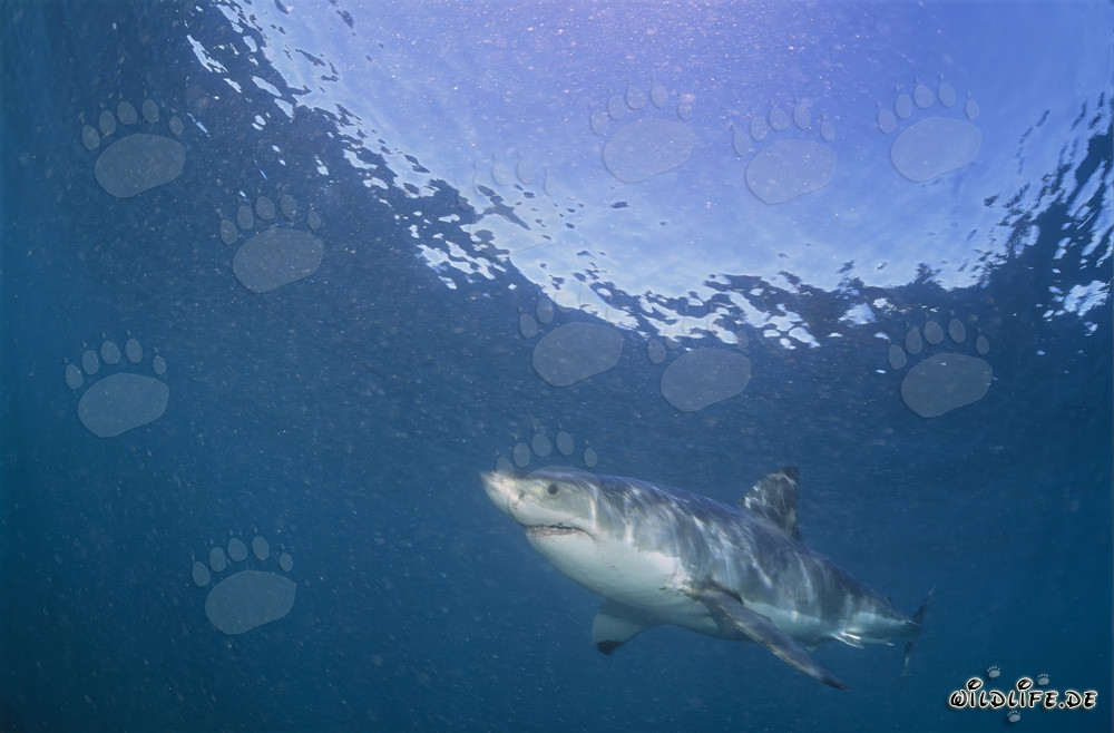 Großer Weißer Hai auf der Jagd nach Suedafrikanischen Pelzrobben