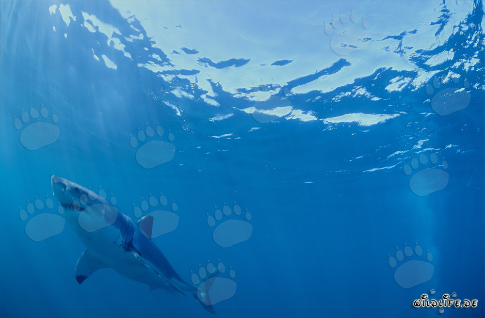 Great White Shark Observing Seal Colony near Geyser Rock