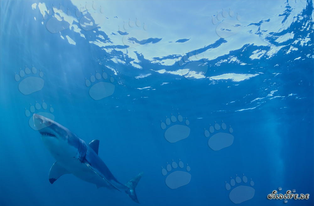 Requin blanc observant la colonie de phoques devant Geyser Rock