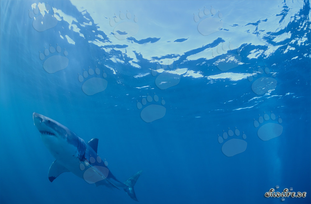 Weißer Hai beobachtet Robbenkolonie vor Geyser Rock
