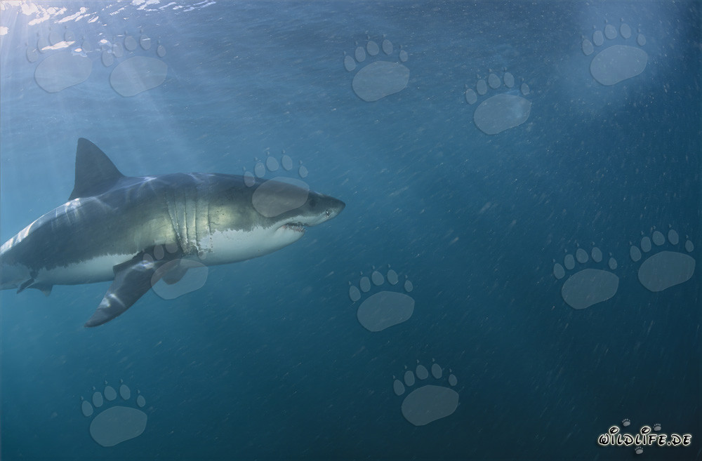 Impresionante Gran Tiburón Blanco frente a la costa sudafricana