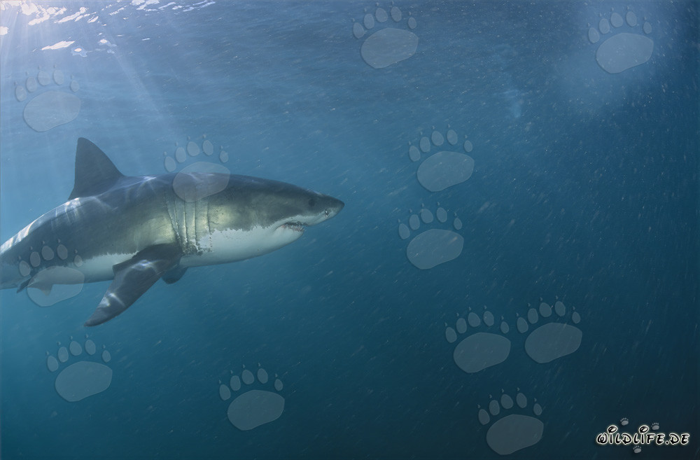 Grand Requin Blanc Impressionnant au large de la côte sud-africaine