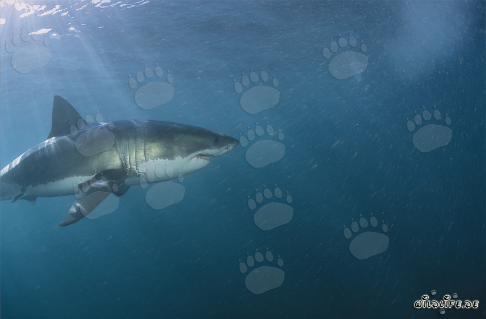Impressive Great White Shark off the South African Coast