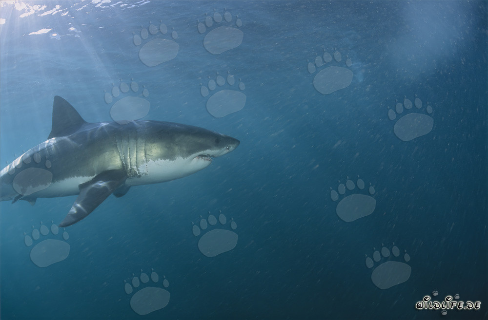 Imposanter Großer Weißer Hai vor der Südafrikanischen Küste