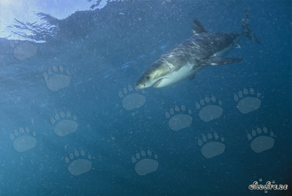 Great White Sharks hunting at Geyser Rock