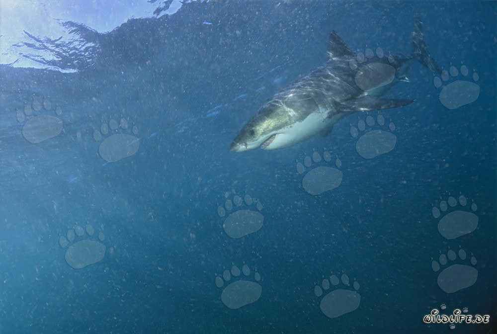 Weiße Haie bei der Jagd an der Felseninsel Geyser Rock