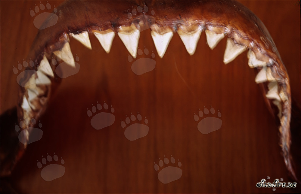 Impressive jaw of a gigantic Great White shark