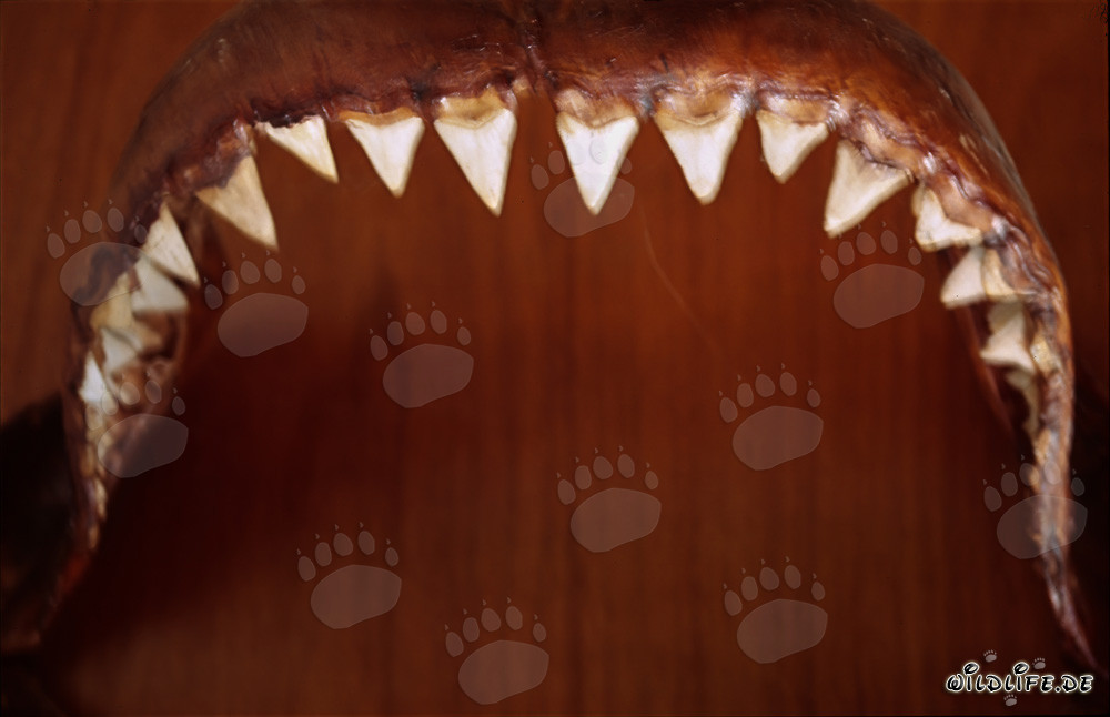 Mâchoire imposante d'un énorme requin blanc