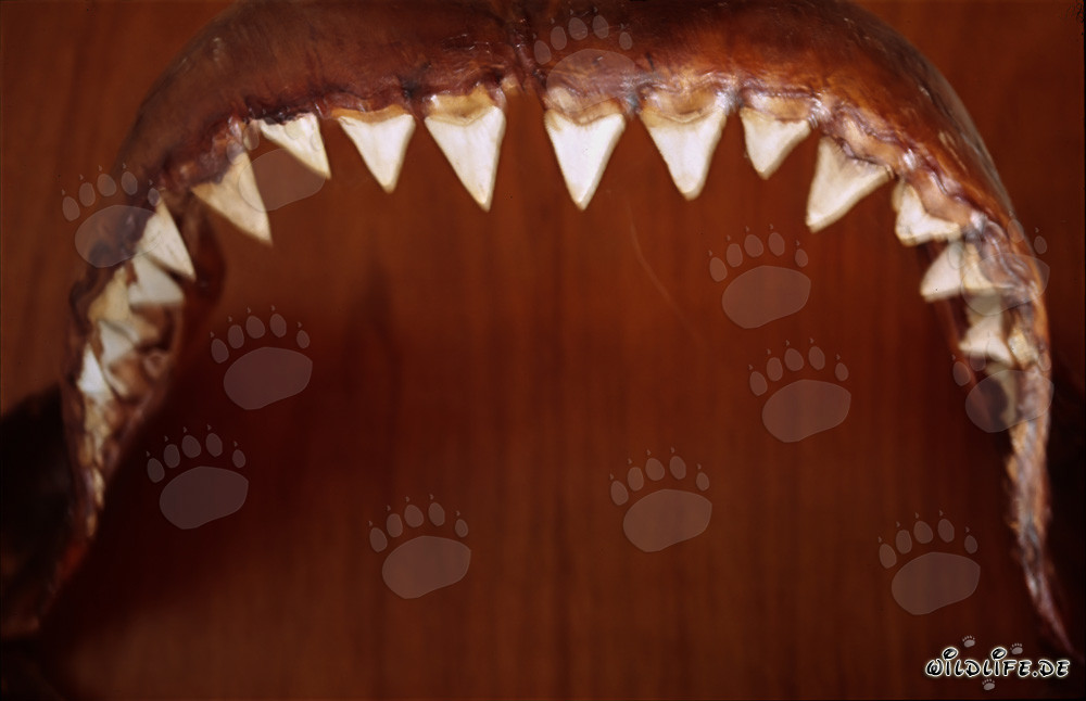 Imponente dentatura di un enorme squalo bianco