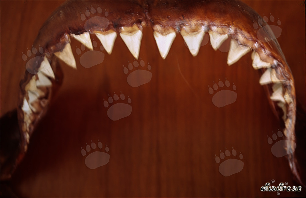 Impresionante dentadura de un enorme tiburón blanco