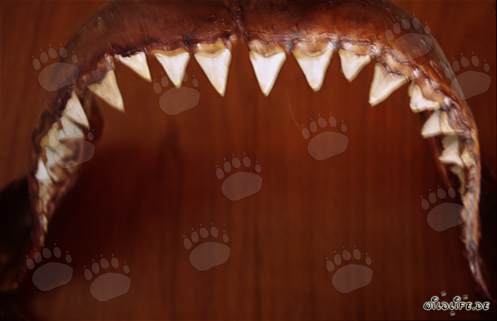 Imposantes Gebiss eines riesigen Weißen Hais