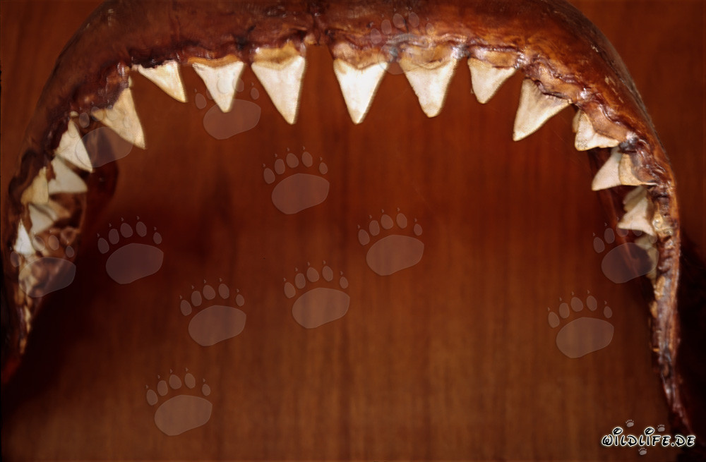 Impressive jaws of a six-meter-long Great White Shark