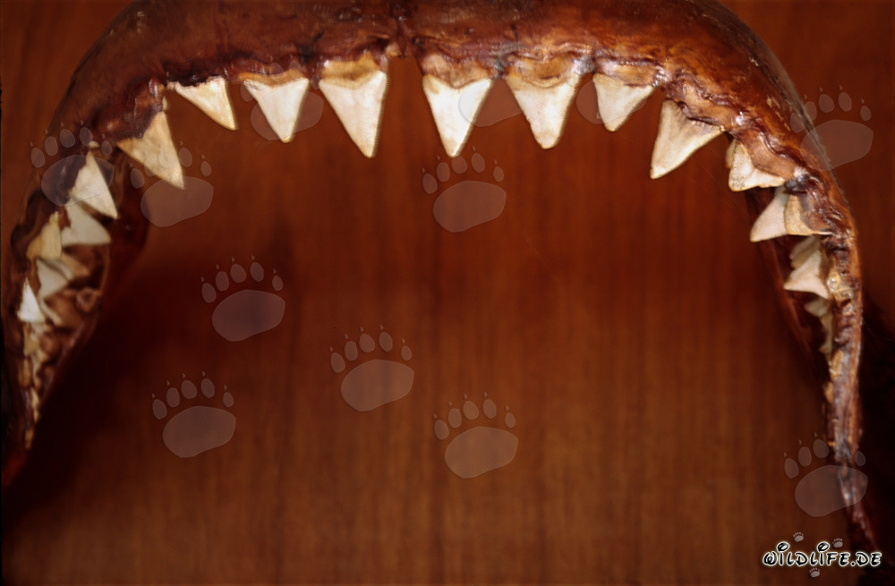 Impressionanti strumenti morsicatori di uno squalo bianco lungo sei metri