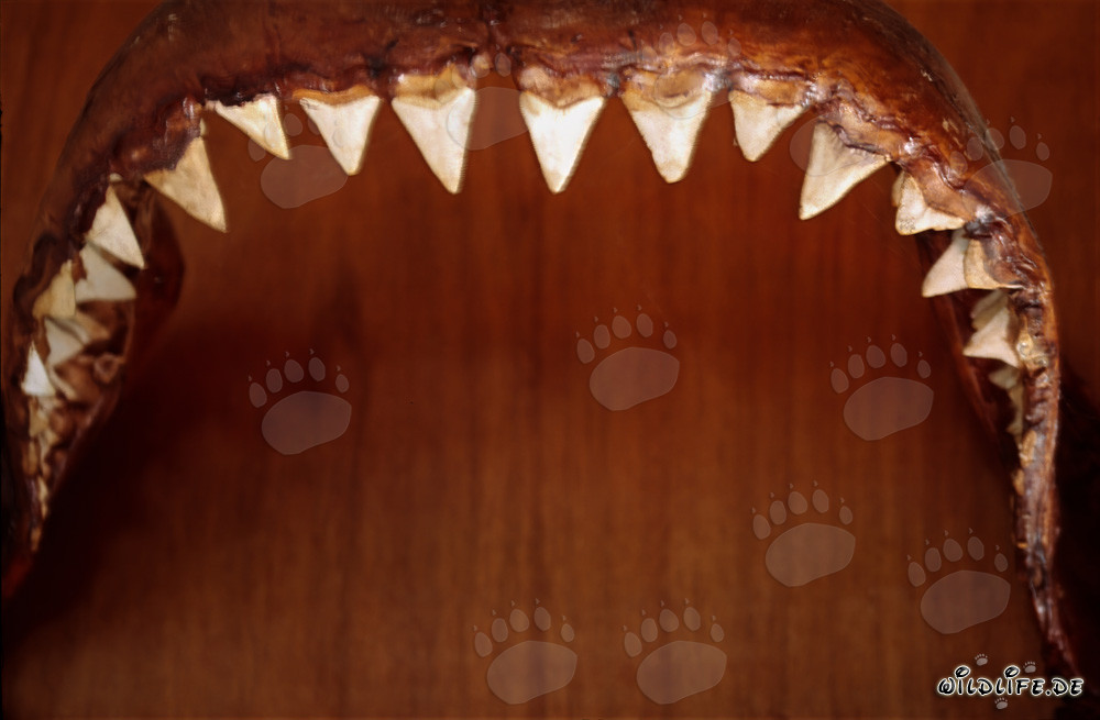 Impresionantes herramientas de mordida de un tiburón blanco de seis metros de longitud