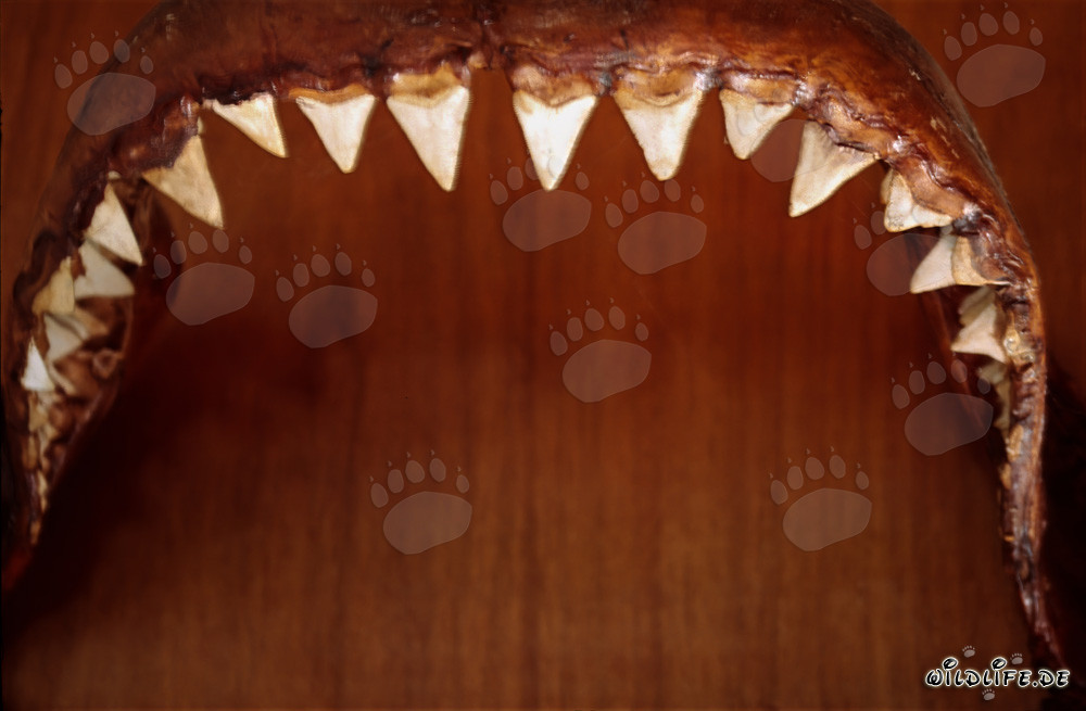 Beeindruckende Beißwerkzeuge eines sechs Meter langen Weißen Hais