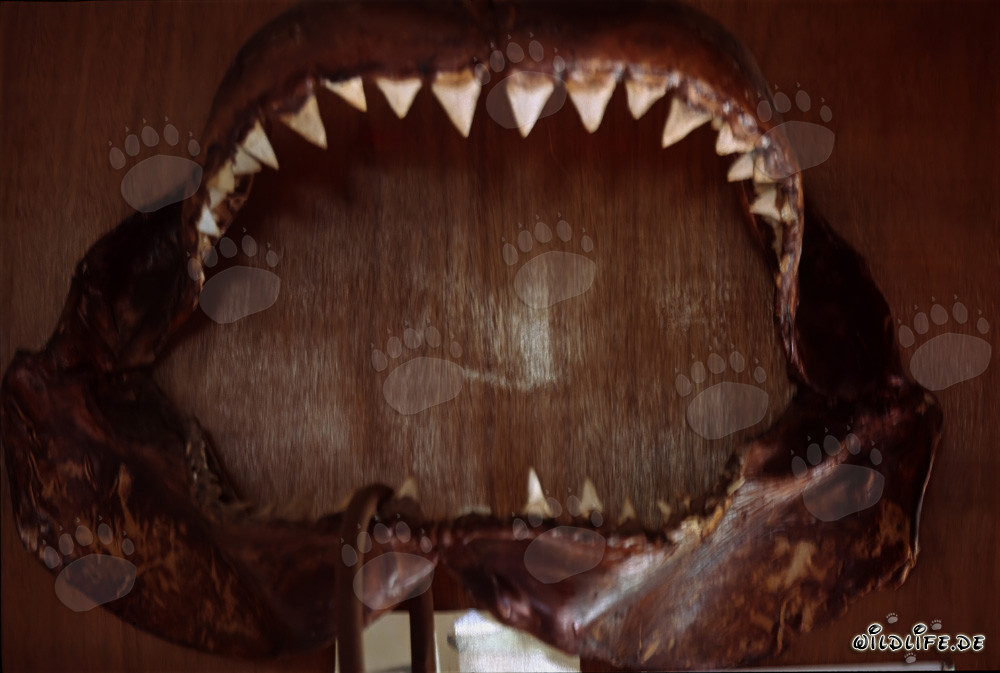 Grand requin blanc majestueux avec une impressionnante dentition