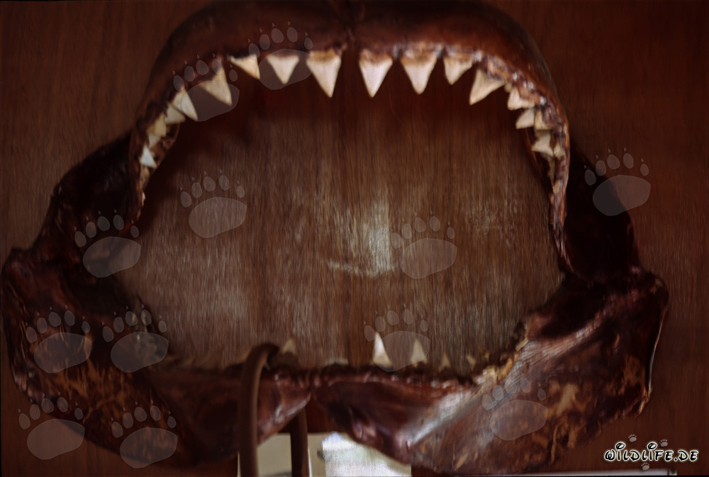 Majestic great white shark with impressive jaws