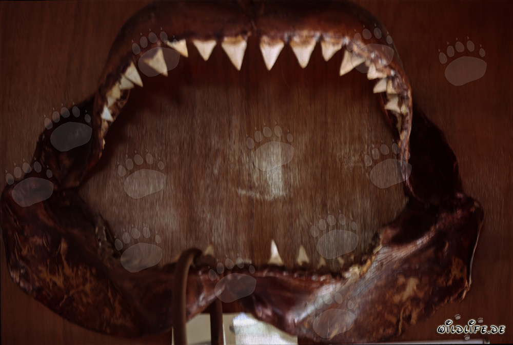 Maestoso squalo bianco con imponente dentatura