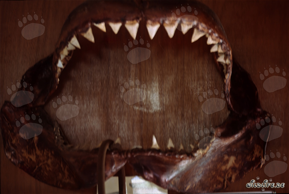 Majestätischer Weiße Hai mit imposantem Gebiss