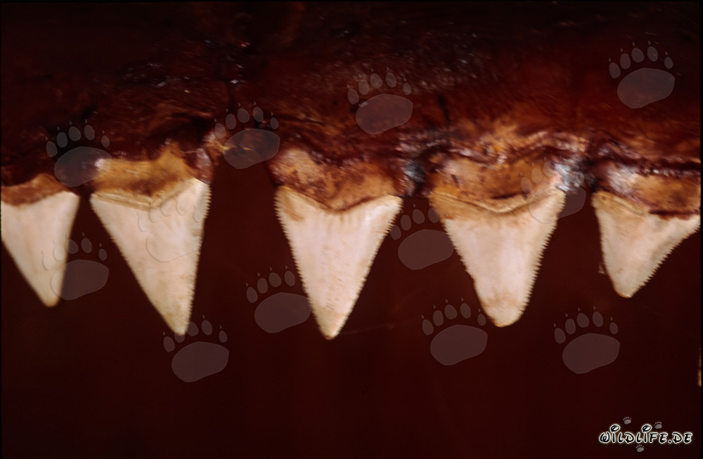 Impressive teeth of a six meter Great White Shark