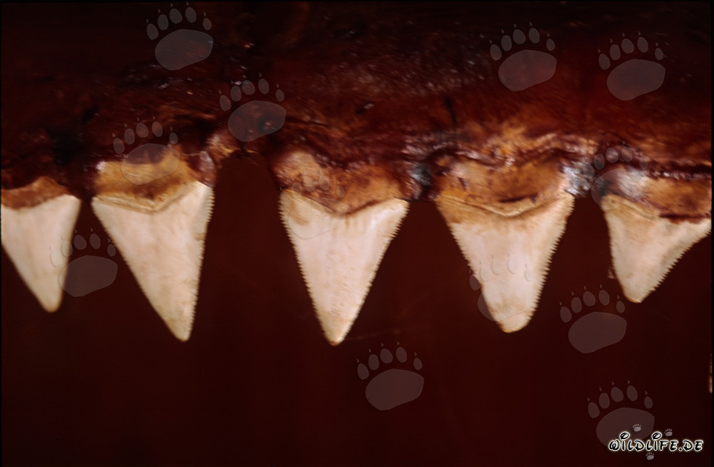Dents impressionnantes d'un grand requin blanc de six mètres