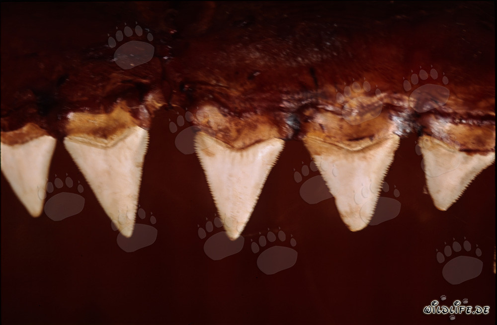 Impressionanti denti di uno squalo bianco lungo sei metri