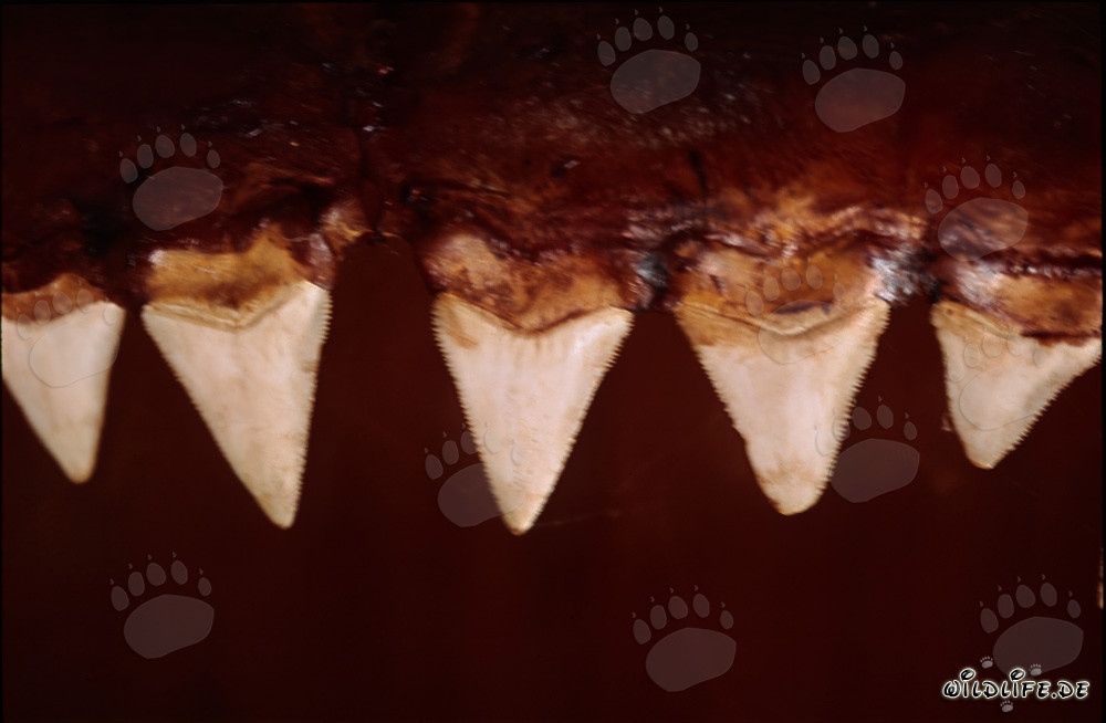 Impresionantes dientes de un tiburón blanco de seis metros de longitud